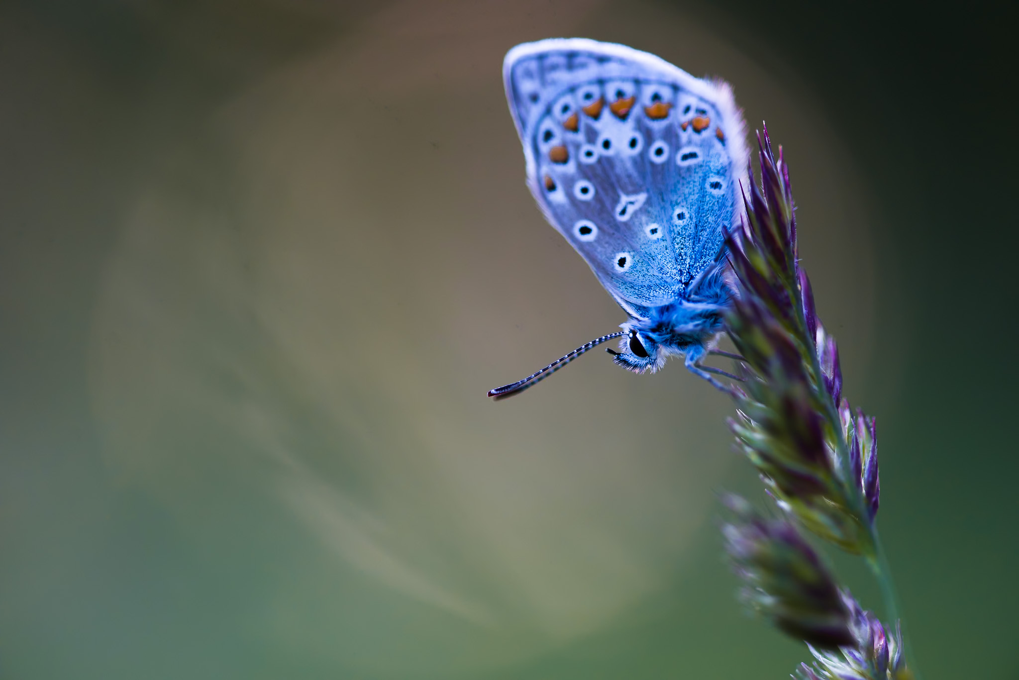 Bild på blå fjäril med solreflex i bakgrunden.
